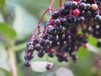 Elderberries (Sambucus nigra) in Roborst (Belgium)